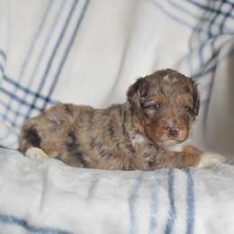 Tac - Red merle male Aussiedoodle puppy in Delta, Colorado from PTK Ranch
