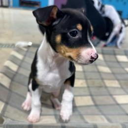 Vega - Black white and tan female Rat Terrier puppy in Molalla, Oregon from The Puppy Patch Rat Terriers