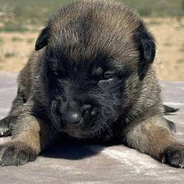 Hot Pink-3 weeks old - Fawn female Belgian Malinois puppy in Golden Valley, Arizona from Desert Wind Kennels