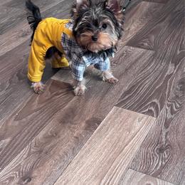 Brono - Blue and gold male Yorkshire Terrier puppy in Greenville, South Carolina from Emerald Isle Yorkies