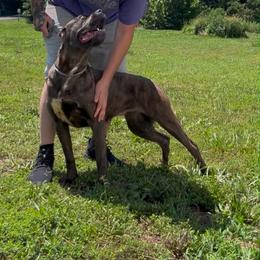 Trauma - Gray brindle female Cane Corso puppy in Hephzibah, Georgia from Bellissima Cala Cane Corso