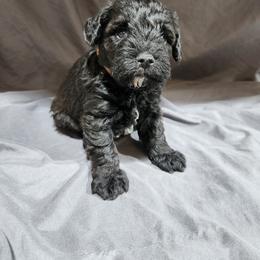 Brown Male - Black and white male Schnoodle puppy in Lehi, Utah from KK Schnauzers