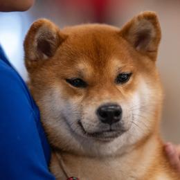 Shiba Inu Puppies from Evenfalls Shiba Inu