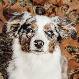 Golden Retrievers and Miniature Australian Shepherds from Blue Mountain Puppies