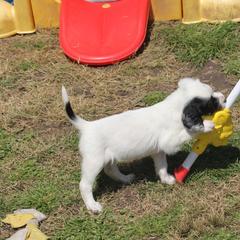 Border Collie, English Setter, and Miniature American Shepherd Puppies from First Harmony Farms