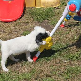 Border Collie, English Setter, and Miniature American Shepherd Puppies from First Harmony Farms