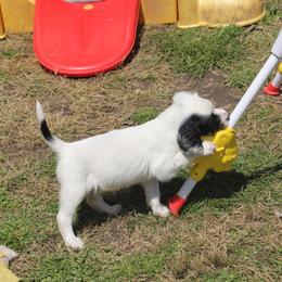 Border Collie, English Setter, and Miniature American Shepherd Puppies from First Harmony Farms