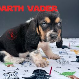 Darth Vader - Black white and brown male Basset Hound puppy in Konawa, Oklahoma from Circle H Basset Hounds