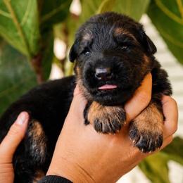 Astro - Black and red male German Shepherd puppy in Canton, Texas from WILDWOOD GERMAN SHEPHERDS