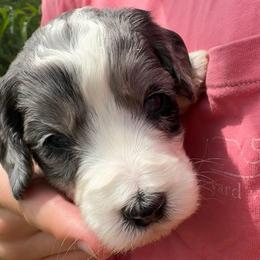 Junie - female Australian Mountain Doodle puppy in Sherrills Ford, North Carolina from Magnolia Grove Farms