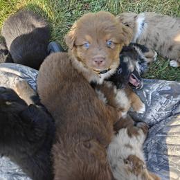 Australian Shepherd Puppies from Red Five Kennels