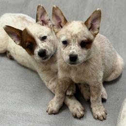 Australian Cattle Dog Puppies from Red Horizon ACD Kennels