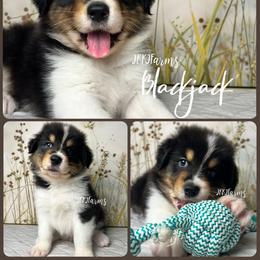 1 Blackjack, BTM - Black tri-color male Australian Shepherd puppy in Huntington, Texas from JKKJ Farms, LLC