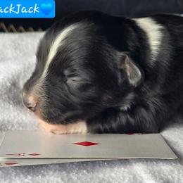 Blackjack - Black tri male Miniature Australian Shepherd puppy in Powell Butte, Oregon from Willow Lane Ranch