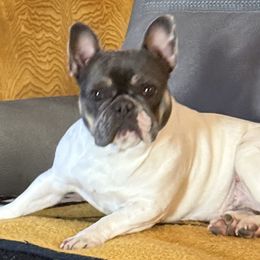 Bulldogs and French Bulldogs from Big Bullies N Texas