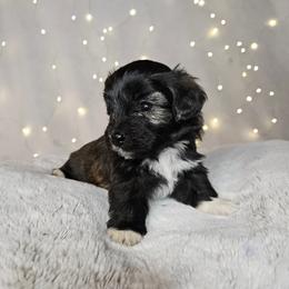 Sunflower Tiny Toy CKC - Sable female Aussiedoodle puppy in Doerun, Georgia from Twig & Tail Puppies