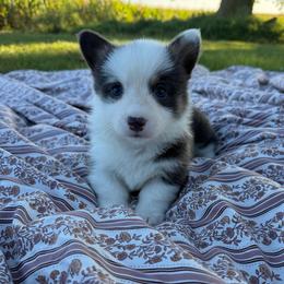 Cheese Curd - Blue male Pembroke Welsh Corgi puppy in Bloomfield, Iowa from Beebe’s Corgis & Doxies