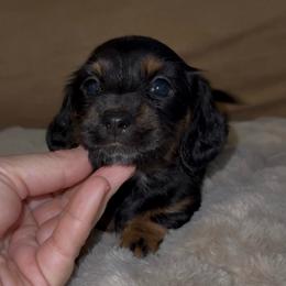 Longhair black and tan female - Black and tan female Dachshund puppy in Manteca, California from Sweet and Low Dachshunds