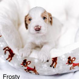 Frosty - Parti male Goldendoodle puppy in Lakeland, Florida from Rolling Oak Doodles