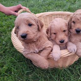 Goldendoodle Puppies from 3 Willows Goldendoodles