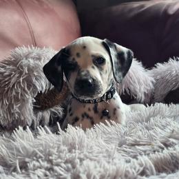 Shade (LUA) - White and black male Dalmatian puppy in Salem, Missouri from Paradise Spots Dalmatians