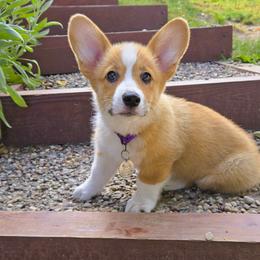 Flare - Pembroke Welsh Corgi