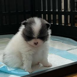 Blue - Blue parti male Pomeranian puppy in Randleman, North Carolina from Luxurious Poms