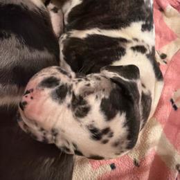 Ellie - Harlequin female Great Dane puppy in Somerset, Ohio from Quarter Creek Danes