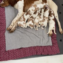 Brittany Puppies from Beaupre Gun Dogs