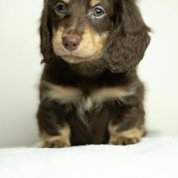 Dachshund Puppies from Lone River Dachshunds