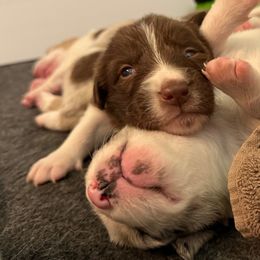 Border Collies from The Wood Farm