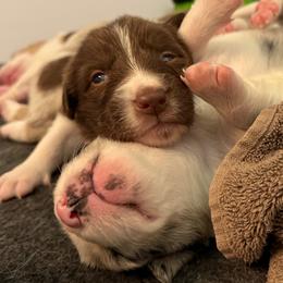 Border Collies from The Wood Farm