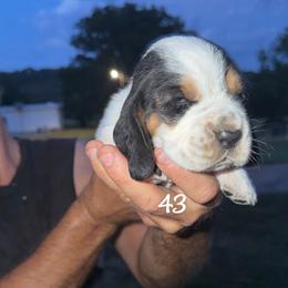 MC 43 - Black white and brown male Basset Hound puppy in Conway, Missouri from Ozark Mountain Kennel