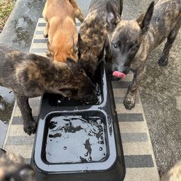 xDutch Shepherd Puppies from Crystal Coast Canines