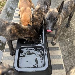xDutch Shepherd Puppies from Crystal Coast Canines