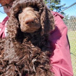 Poodle Puppies from Edith and Company Fantastic Standard Poodle Life