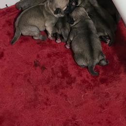 Boy 2 - Fawn male Pug puppy in Gaffney, South Carolina from Sunset Farms