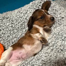 Sydney - Chocolate male Dachshund puppy in Oscoda, Michigan from Northland Dachshunds