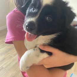 Trevor, Black Bi Mini Aussie with Tail and 1 Blue 1 Brown Eye - Black tri male Miniature Australian Shepherd puppy in Douglas, Arizona from Starry-Eyed Mini Aussies with Tails