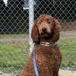 Poodles from Red Horizon