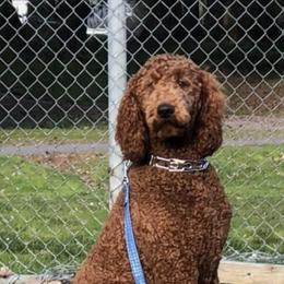 Poodles from Red Horizon
