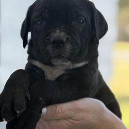 Boy 6 - Black male Cane Corso puppy in Sandia, Texas from OneTime Cane Corso