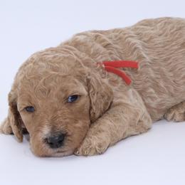 Girl 2 - female Goldendoodle puppy in Westminster, South Carolina from Goldendoodlepuppiessc