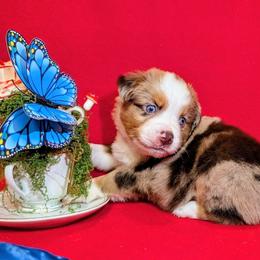 Reba - Red merle female Toy Australian Shepherd puppy in Shepherd, Texas from GAMALA Farm & Kennels