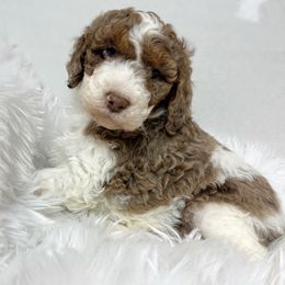 Copper is one charming fella - Red merle male Aussiedoodle puppy in Clarkston, Washington from Doodle & poodle palace