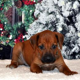 Girl 4 - Red wheaten female Rhodesian Ridgeback puppy in Bronson, Florida from Chioke Rhodesians