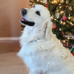 Zeus - Golden Retriever