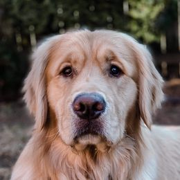 Henry - Golden Retriever