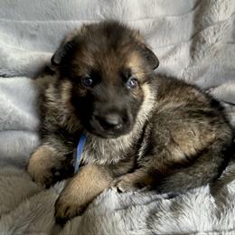 Ned Stark - Sable male German Shepherd puppy in Chino, California from BlueStone K9
