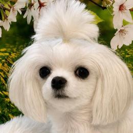 Chyna - Maltese
